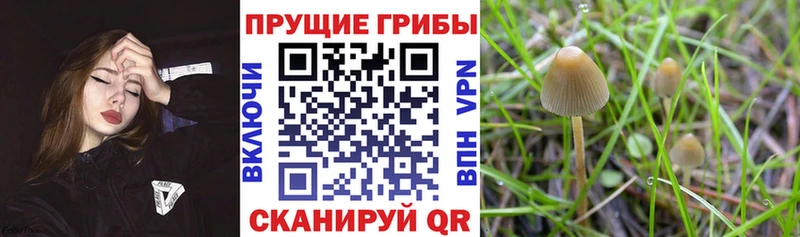 Галлюциногенные грибы Cubensis  Осташков 